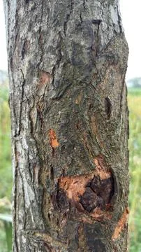 Rough tree bark displaying earthy textures and natural patterns Photos