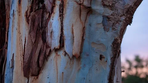 Rough tree bark at dusk Stock-Footage 94884840