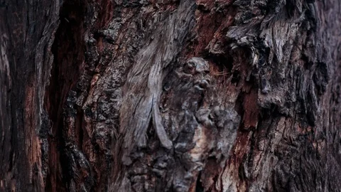 Rough tree bark Video stock 94884678