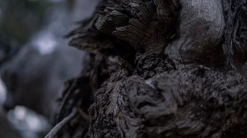 Rough tree bark Video stock 94885434
