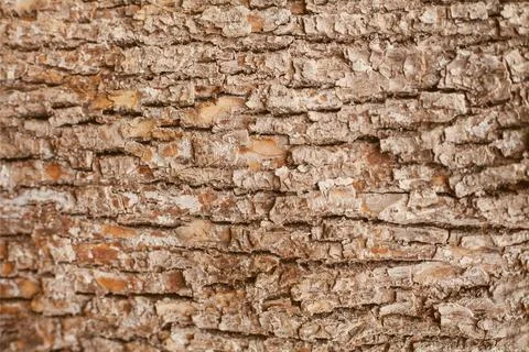 Rough tree bark. horizontal orientation Stock Photos