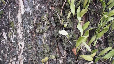 Rough tree bark with moss Stock Photos