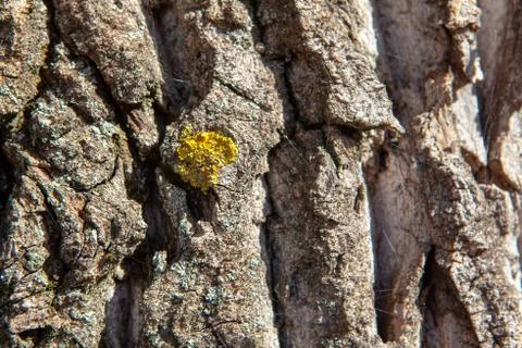 Rough tree bark Stock Photos
