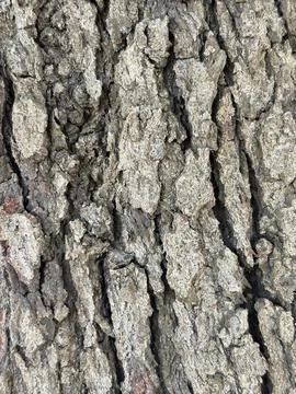 Rough Tree Bark Stock Photos
