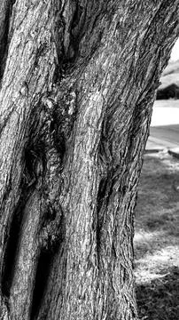 Rough tree bark reveals deep grooves textures in grayscale. Scene captures Stock Photos