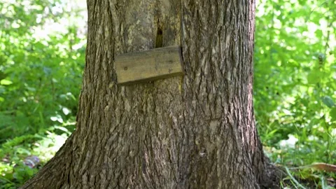 Rough tree bark roots emerge from soil. Green leaves grow beside the base. .. Stock Footage 340039767
