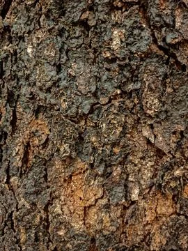 Rough tree bark with rugged brown and gray texture. Rustic design concept. Stockfoto's