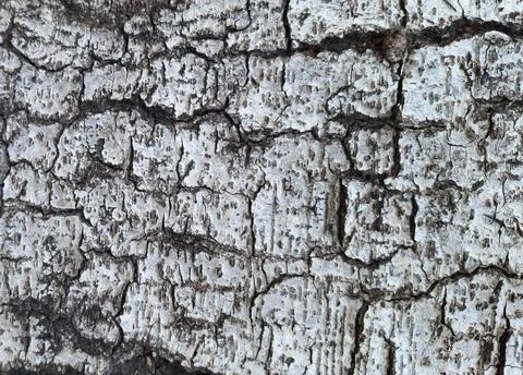 Rough tree bark showing natural texture. Stock Photos
