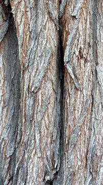 Rough tree bark shows deep, textured crevices. Vertical ridges form natural Stock Photos