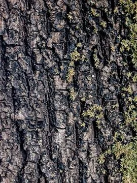 Rough tree bark with small moss plants. Natural texture for outdoor design Фото