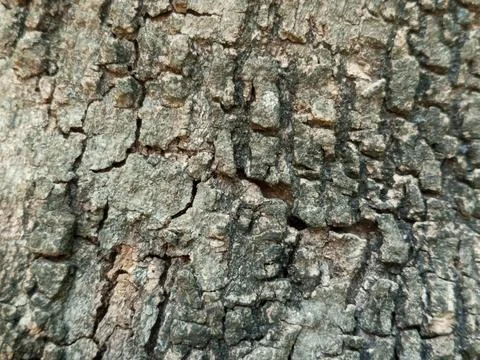Rough Tree Bark Surface in Full Frame Close Up With Natural Organic Texture Stock Photos