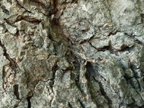 Rough Tree Bark Surface in Full Frame Close Up With Natural Organic Texture Stock Photos