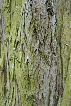 Rough tree bark texture on an aged tree Stock Photos