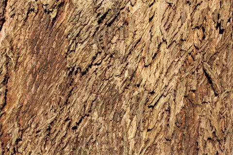Rough tree bark texture background. Fotos Stock