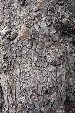 Rough Tree Bark Texture Background Stock Photos