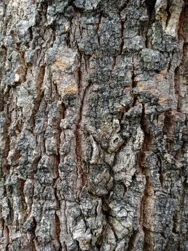 Rough Tree Bark Texture Background Stock Photos