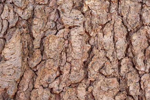 Rough Tree Bark Texture Background Close Up Stock Photos