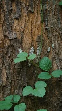 Rough Tree Bark Texture Background with Climbing Green Ivy Vine Stockfoto's