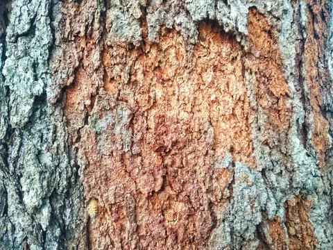Rough tree bark texture background macro close-up Stock-Fotos