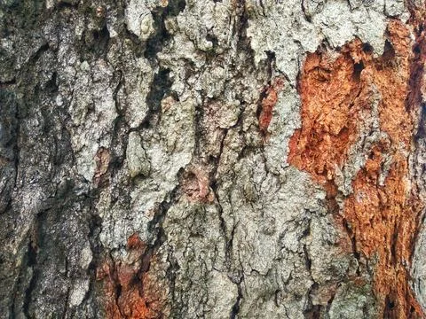 Rough tree bark texture background macro close-up Stock Photos