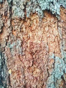 Rough tree bark texture background macro close-up Stock Photos