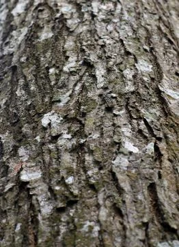 Rough Tree Bark Texture Background Vertical Close Up 写真素材