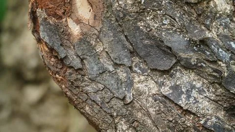Rough Tree Bark Texture Background, Weathered Wooden Trunk Surface with Fla.. Stock Photos