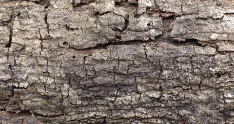 Rough Tree Bark Texture Background Close Up Detail Stock Photos
