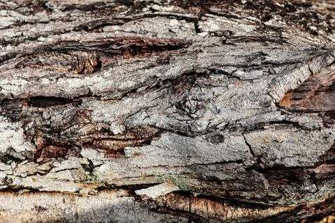 Rough tree bark texture background. Stock Photos