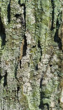 Rough Tree Bark Texture Background With Natural Cracks Stock Photos