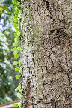 Rough Tree Bark Texture with Climbing Plant Stock Photos