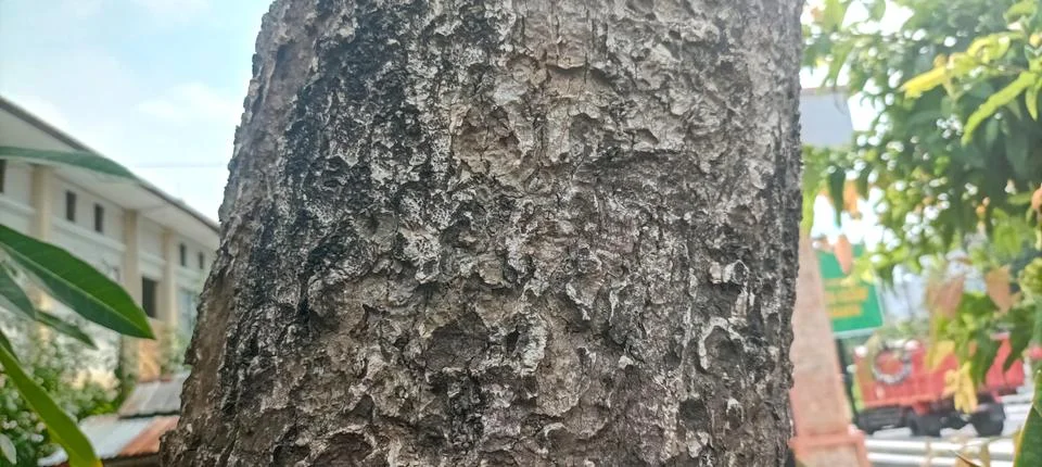 Rough Tree Bark Texture, Close-up Stock Photos