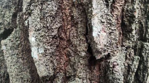 Rough Tree Bark Texture Close-up Background Foto stock