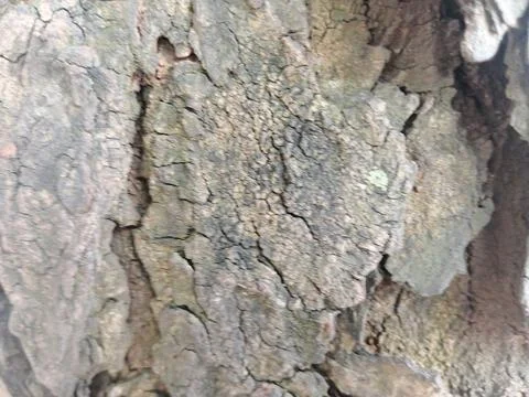 Rough Tree Bark Texture Close Up 库存照片
