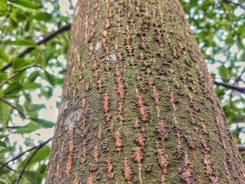 Rough tree bark texture close-up with green leaves background, sunny day Foto stock