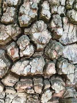 Rough tree bark texture closeup background Stock Photos