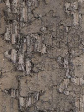 Rough tree bark texture with cracked surface and weathered wood pattern clo.. Foto stock