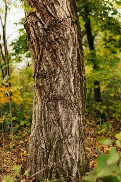 Rough tree bark texture with deep cracks and natural patterns Stock Photos