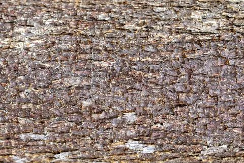 Rough tree bark texture displays a natural brown pattern on an old log. 스톡 사진