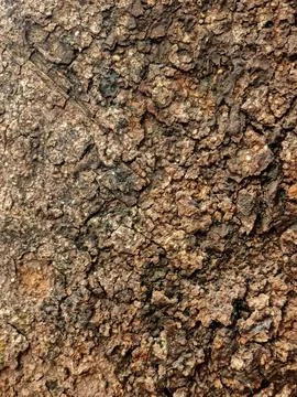 Rough tree bark texture with earthy tones for natural design Stock-Fotos