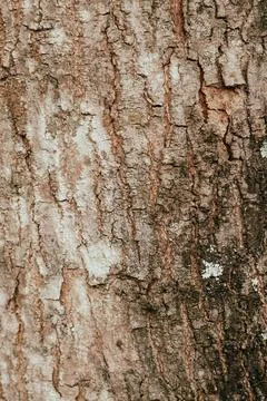 Rough tree bark texture in earthy brown tones, natural surface background c.. 库存照片