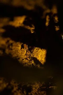  Rough Tree Bark Texture Inside Stock Photos