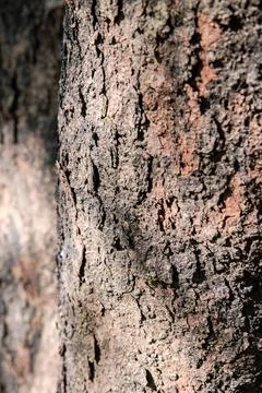 Rough Tree Bark Texture with Light and Shadow Stock Photos