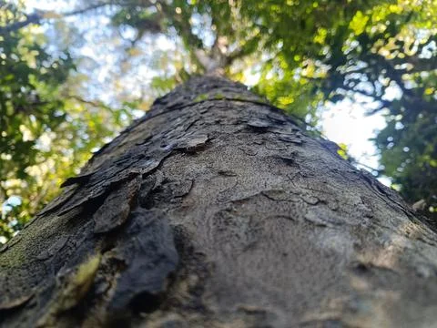 Rough tree bark texture from a low angle perspective in a tropical forest. 스톡 사진