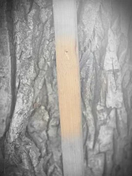 Rough tree bark texture macro Stock Photos