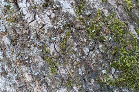 Rough tree bark texture with moss background Stock Photos