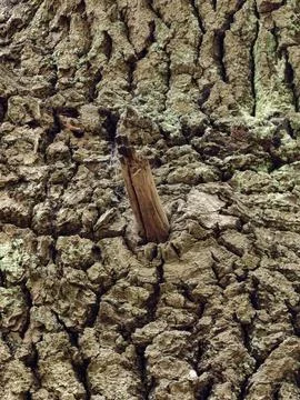 Rough tree bark texture with moss and broken branch stub in damp woodland lig Stockfoto's