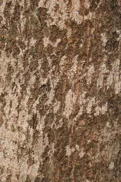 Rough tree bark texture with mottled brown and gray patterns, natural surfa.. Photos
