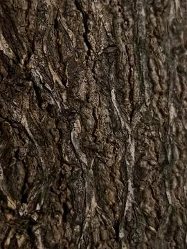 Rough Tree Bark Texture Natural Wood Surface Macro Foto stock