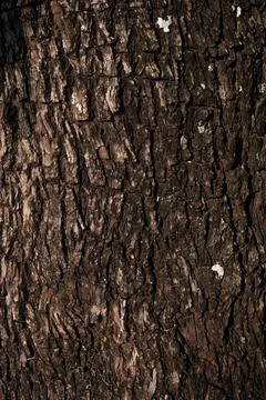 Rough Tree Bark Texture with Natural Vertical Cracks Foto stock